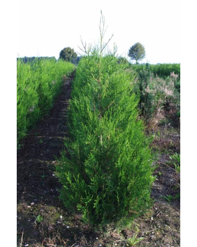 Туя складчаста Атровіренс | Туя складчатая Атровиренс | Thuja plicata Atrovirens
