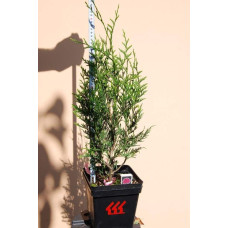 Туя складчаста Атровіренс | Туя складчатая Атровиренс | Thuja plicata Atrovirens