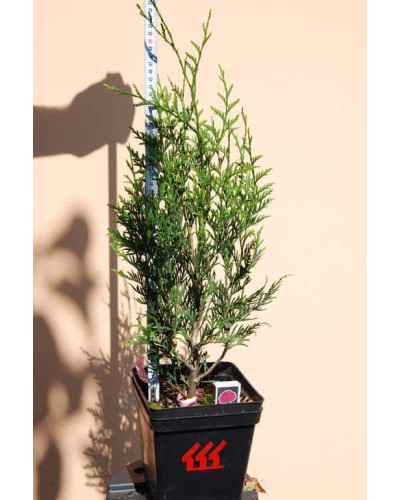 Туя складчаста Атровіренс | Туя складчатая Атровиренс | Thuja plicata Atrovirens