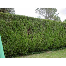Туя складчаста Атровіренс | Туя складчатая Атровиренс | Thuja plicata Atrovirens