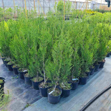 Туя складчаста Атровіренс | Туя складчатая Атровиренс | Thuja plicata Atrovirens