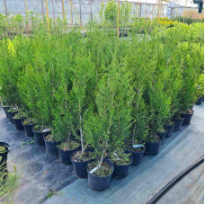 Туя складчаста Атровіренс | Туя складчатая Атровиренс | Thuja plicata Atrovirens
