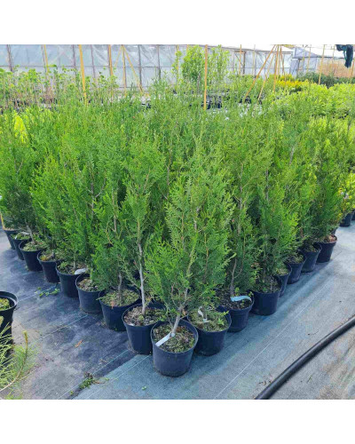 Туя складчаста Атровіренс | Туя складчатая Атровиренс | Thuja plicata Atrovirens