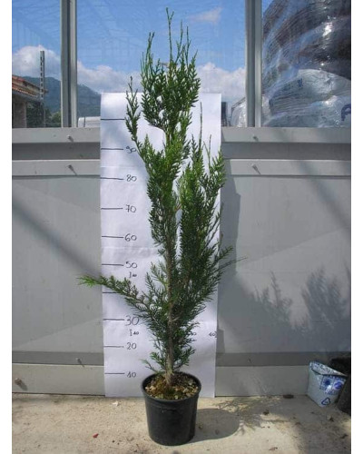 Туя складчаста Атровіренс | Туя складчатая Атровиренс | Thuja plicata Atrovirens