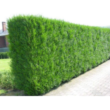 Туя складчаста Атровіренс | Туя складчатая Атровиренс | Thuja plicata Atrovirens