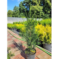 Туя складчаста Атровіренс | Туя складчатая Атровиренс | Thuja plicata Atrovirens