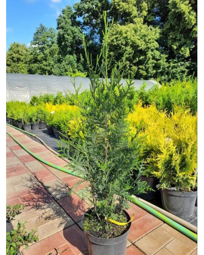 Туя складчаста Атровіренс | Туя складчатая Атровиренс | Thuja plicata Atrovirens