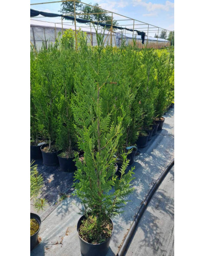 Туя складчаста Атровіренс | Туя складчатая Атровиренс | Thuja plicata Atrovirens