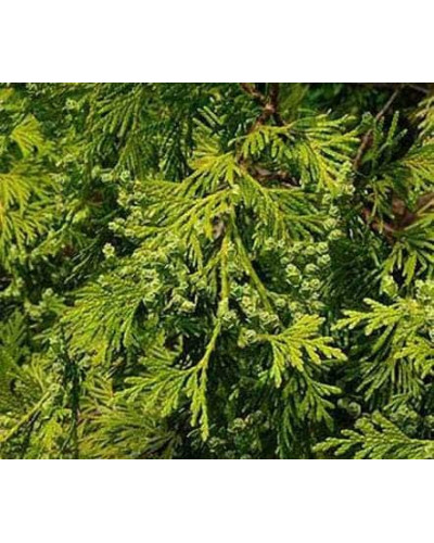 Туя складчаста Атровіренс | Туя складчатая Атровиренс | Thuja plicata Atrovirens