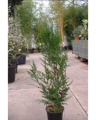 Туя складчаста Атровіренс | Туя складчатая Атровиренс | Thuja plicata Atrovirens