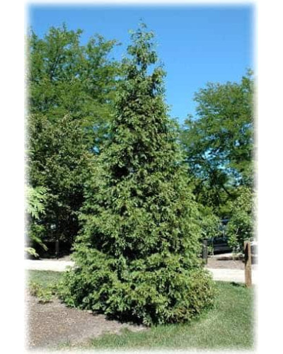 Туя складчаста Атровіренс | Туя складчатая Атровиренс | Thuja plicata Atrovirens