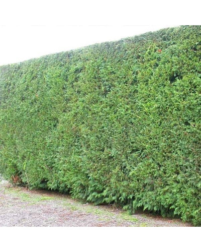 Туя складчаста Атровіренс | Туя складчатая Атровиренс | Thuja plicata Atrovirens