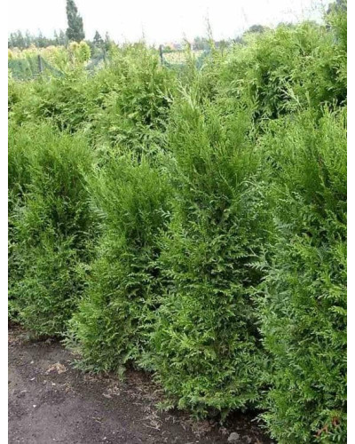 Туя складчаста Атровіренс | Туя складчатая Атровиренс | Thuja plicata Atrovirens
