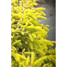 Ялина звичайна / європейська Вермонт Голд | Picea abies Vermont Gold | Ель обыкновенная / европейская Вермонт Голд