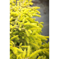 Ялина звичайна / європейська Вермонт Голд | Picea abies Vermont Gold | Ель обыкновенная / европейская Вермонт Голд