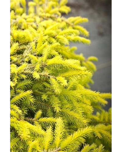 Ялина звичайна / європейська Вермонт Голд | Picea abies Vermont Gold | Ель обыкновенная / европейская Вермонт Голд