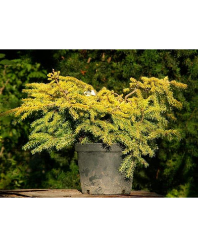 Ялина звичайна / європейська Вермонт Голд | Picea abies Vermont Gold | Ель обыкновенная / европейская Вермонт Голд