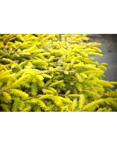 Ялина звичайна / європейська Вермонт Голд | Picea abies Vermont Gold | Ель обыкновенная / европейская Вермонт Голд