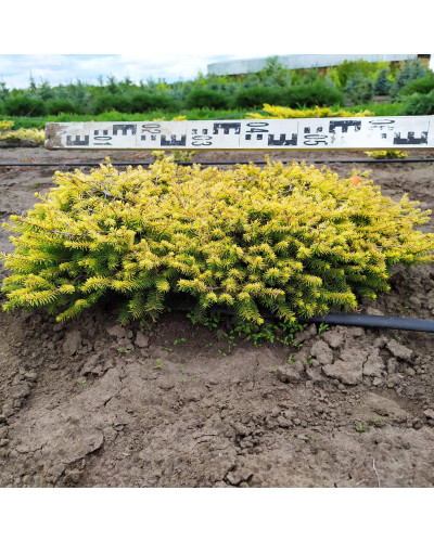 Ялина звичайна / європейська Вермонт Голд | Picea abies Vermont Gold | Ель обыкновенная / европейская Вермонт Голд