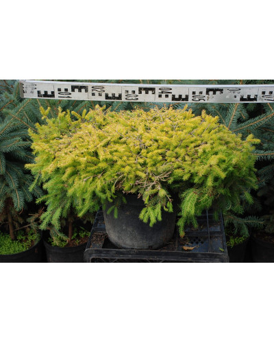 Ялина звичайна / європейська Вермонт Голд | Picea abies Vermont Gold | Ель обыкновенная / европейская Вермонт Голд