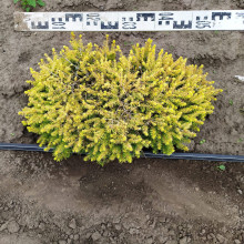 Ялина звичайна / європейська Вермонт Голд | Picea abies Vermont Gold | Ель обыкновенная / европейская Вермонт Голд