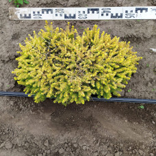 Ялина звичайна / європейська Вермонт Голд | Picea abies Vermont Gold | Ель обыкновенная / европейская Вермонт Голд