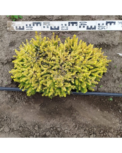 Ялина звичайна / європейська Вермонт Голд | Picea abies Vermont Gold | Ель обыкновенная / европейская Вермонт Голд