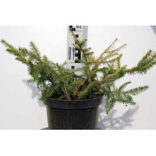 Ялина звичайна / європейська Вермонт Голд | Picea abies Vermont Gold | Ель обыкновенная / европейская Вермонт Голд