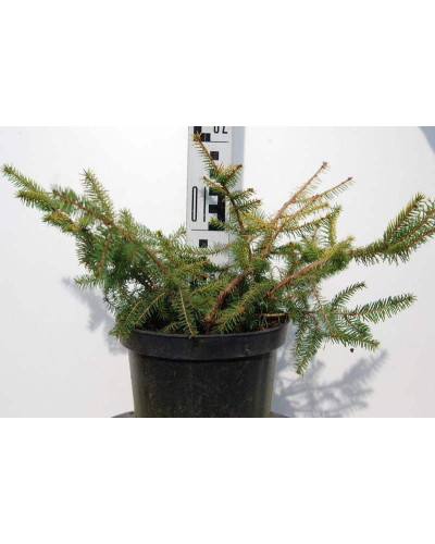 Ялина звичайна / європейська Вермонт Голд | Picea abies Vermont Gold | Ель обыкновенная / европейская Вермонт Голд