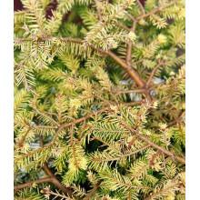 Ялина звичайна / європейська Вермонт Голд | Picea abies Vermont Gold | Ель обыкновенная / европейская Вермонт Голд