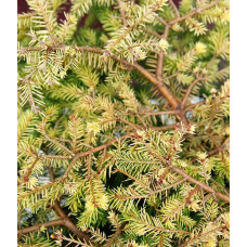 Ялина звичайна / європейська Вермонт Голд | Picea abies Vermont Gold | Ель обыкновенная / европейская Вермонт Голд