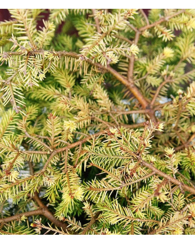 Ялина звичайна / європейська Вермонт Голд | Picea abies Vermont Gold | Ель обыкновенная / европейская Вермонт Голд