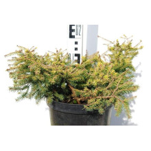 Ялина звичайна / європейська Вермонт Голд | Picea abies Vermont Gold | Ель обыкновенная / европейская Вермонт Голд