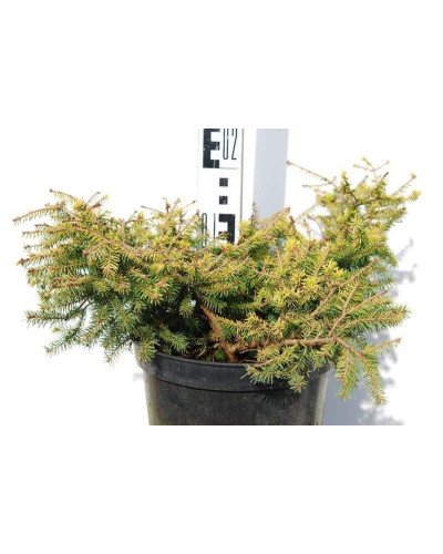 Ялина звичайна / європейська Вермонт Голд | Picea abies Vermont Gold | Ель обыкновенная / европейская Вермонт Голд