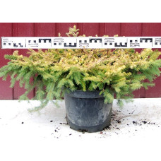 Ялина звичайна / європейська Вермонт Голд | Picea abies Vermont Gold | Ель обыкновенная / европейская Вермонт Голд