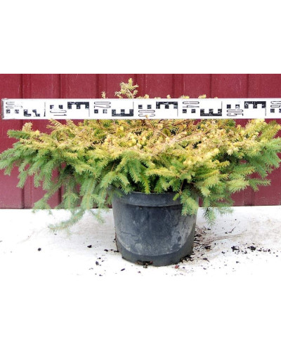Ялина звичайна / європейська Вермонт Голд | Picea abies Vermont Gold | Ель обыкновенная / европейская Вермонт Голд
