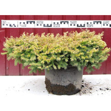 Ялина звичайна / європейська Вермонт Голд | Picea abies Vermont Gold | Ель обыкновенная / европейская Вермонт Голд