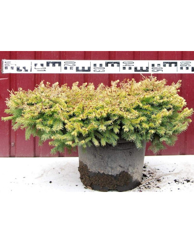 Ялина звичайна / європейська Вермонт Голд | Picea abies Vermont Gold | Ель обыкновенная / европейская Вермонт Голд