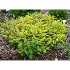 Ялина звичайна / європейська Вермонт Голд | Picea abies Vermont Gold | Ель обыкновенная / европейская Вермонт Голд