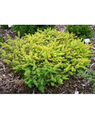 Ялина звичайна / європейська Вермонт Голд | Picea abies Vermont Gold | Ель обыкновенная / европейская Вермонт Голд