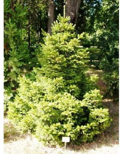 Ялина звичайна / європейська Баррі | Picea abies Barryi | Ель обыкновенная / европейская Барри