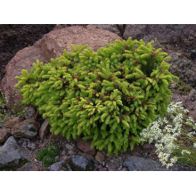 Ялина звичайна / європейська Баррі | Picea abies Barryi | Ель обыкновенная / европейская Барри