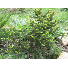 Ялина звичайна / європейська Баррі | Picea abies Barryi | Ель обыкновенная / европейская Барри
