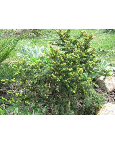 Ялина звичайна / європейська Баррі | Picea abies Barryi | Ель обыкновенная / европейская Барри