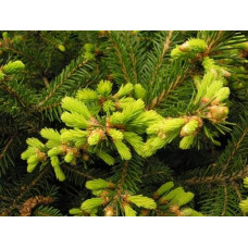 Ялина звичайна / європейська Баррі | Picea abies Barryi | Ель обыкновенная / европейская Барри