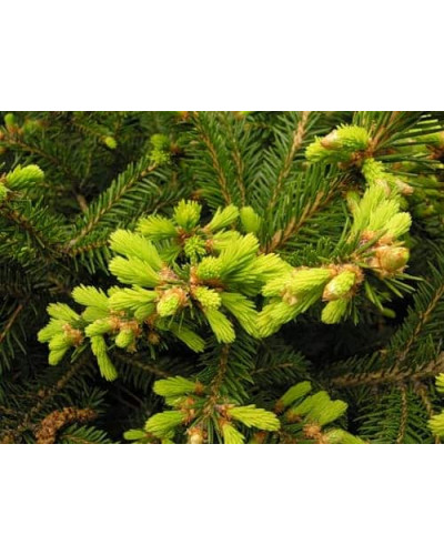 Ялина звичайна / європейська Баррі | Picea abies Barryi | Ель обыкновенная / европейская Барри