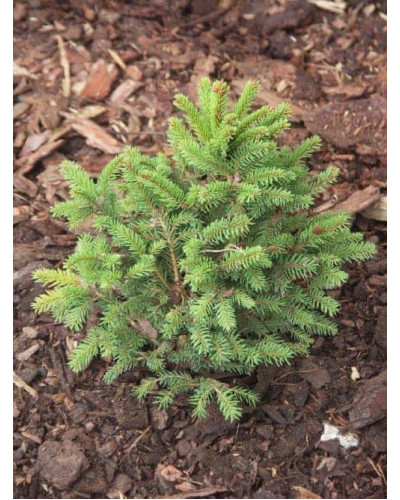 Ялина звичайна / європейська Баррі | Picea abies Barryi | Ель обыкновенная / европейская Барри