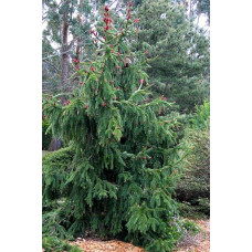 Ялина звичайна / європейська Акрокона | Picea abies Acrocona | Ель обыкновенная / европейская Акрокона