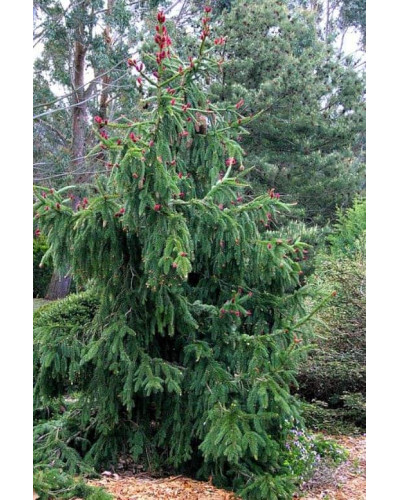 Ялина звичайна / європейська Акрокона | Picea abies Acrocona | Ель обыкновенная / европейская Акрокона