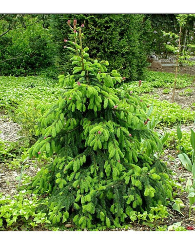 Ялина звичайна / європейська Акрокона | Picea abies Acrocona | Ель обыкновенная / европейская Акрокона